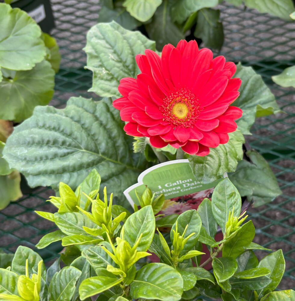 Flowers and Roses Bailey's Produce & Nursery, Pensacola