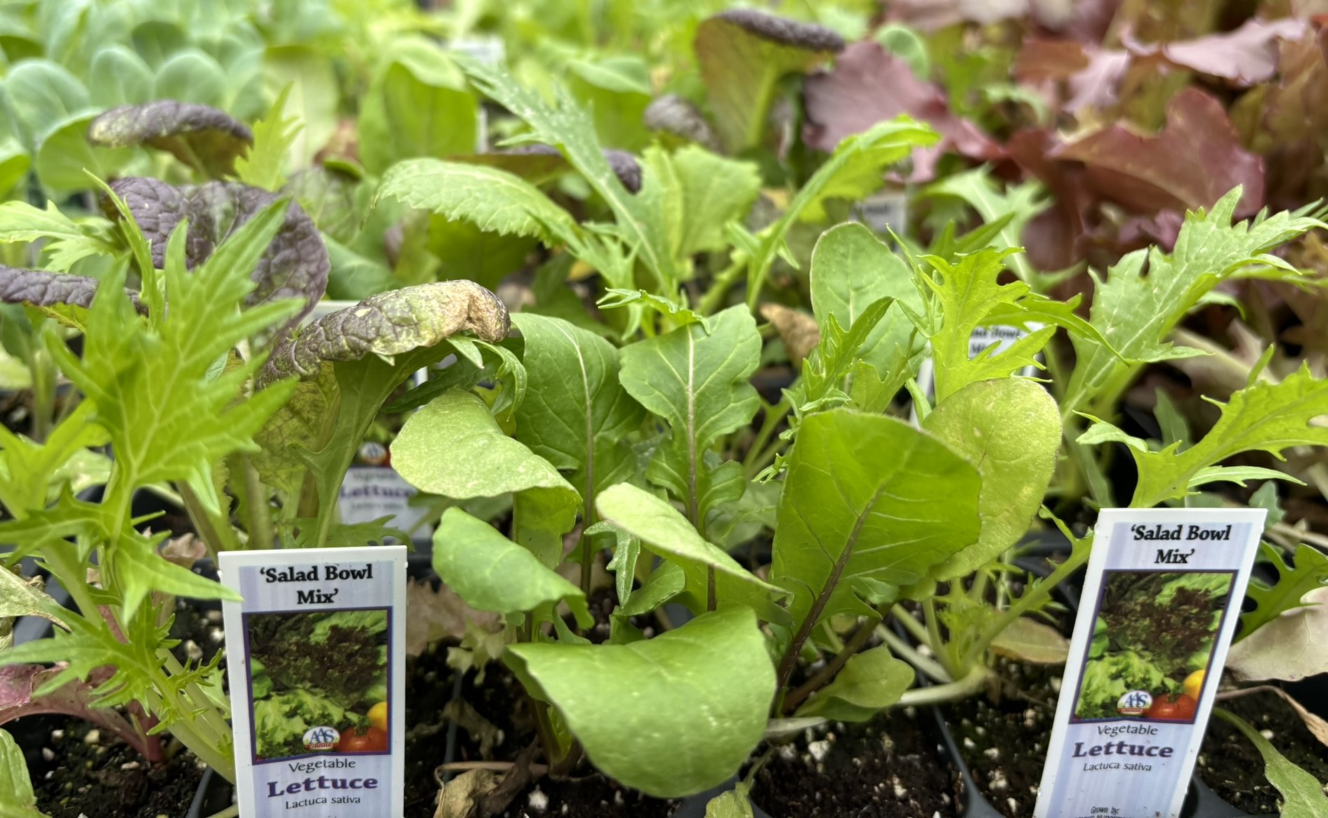 Baileys Salad Bowl Mix Lettuce