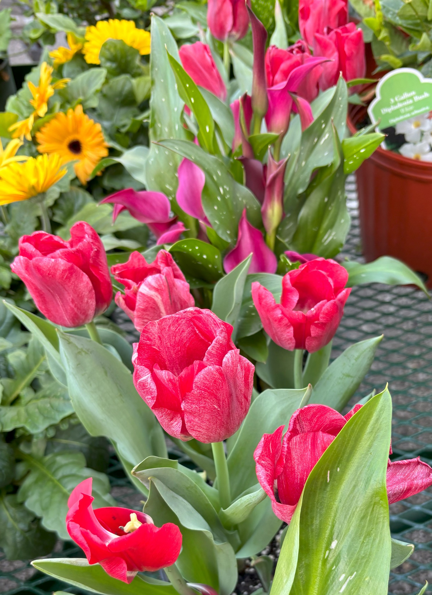 Baileys beautiful tulips