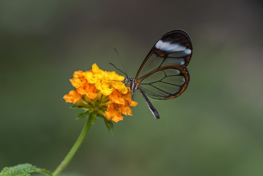 A closeup shot of a glasswing butterfly on an orange lantana flower