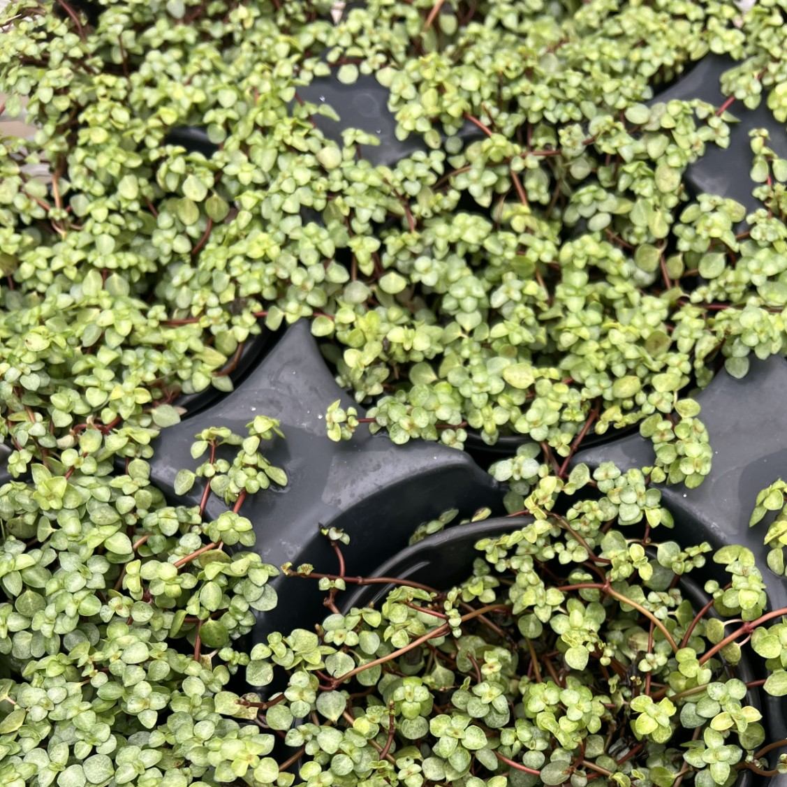 Lush Baby Tears plant showcasing tiny green leaves