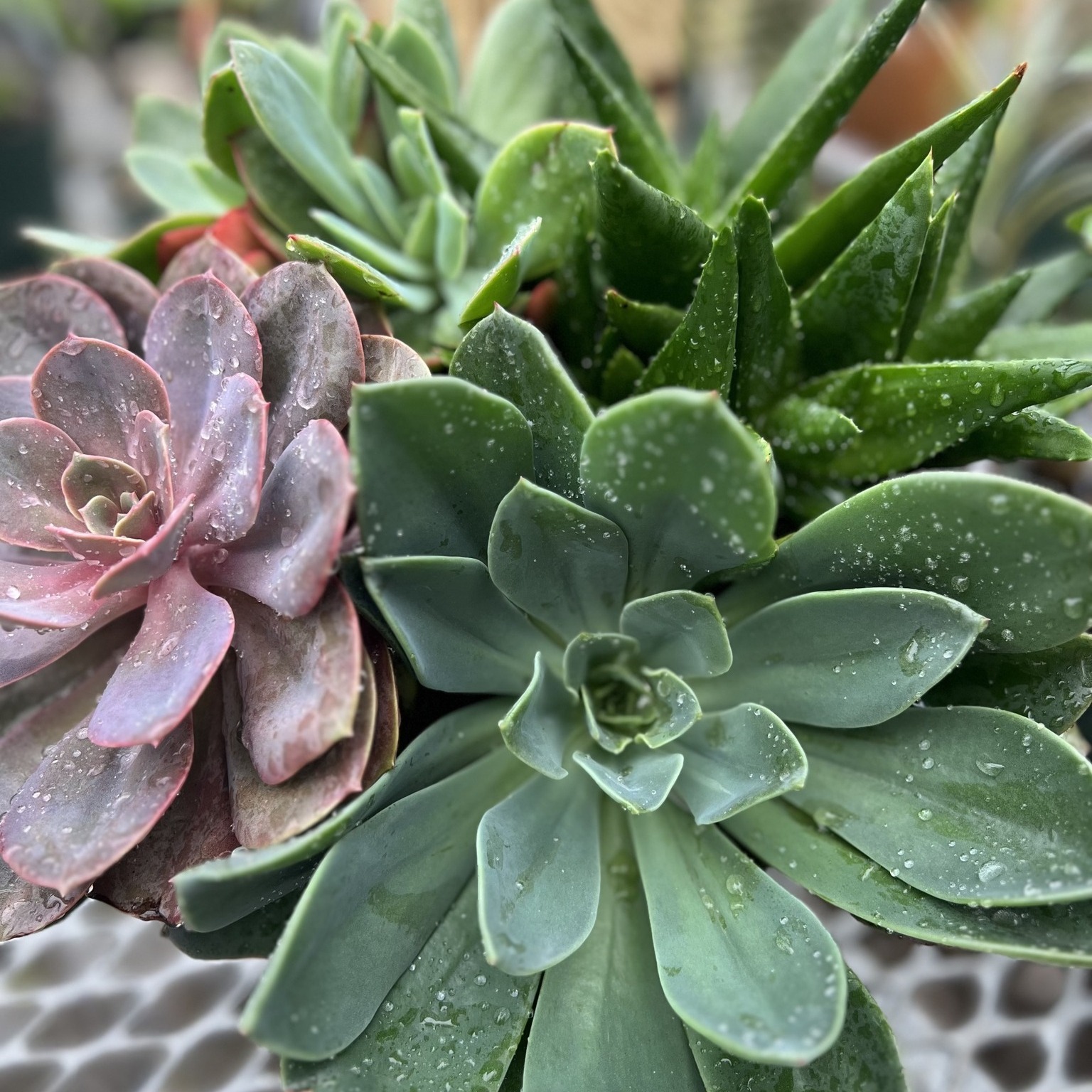 Stunning Blue Echeveria with bluish-green rosette shape