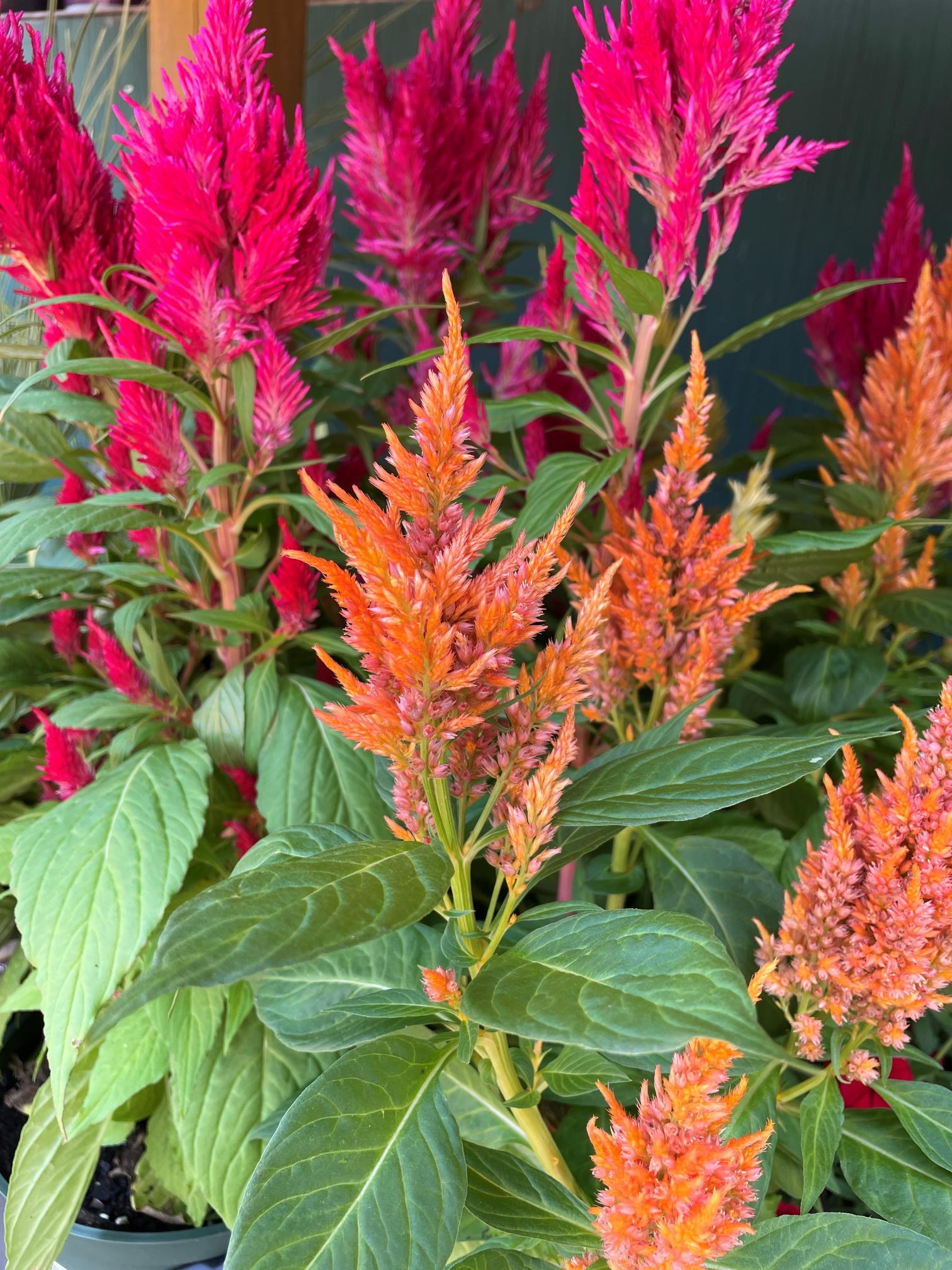 Celosia is a short-lived perennial in its native habitat and in tropical areas, but it’s usually grown as an annual because it doesn’t tolerate cold conditions