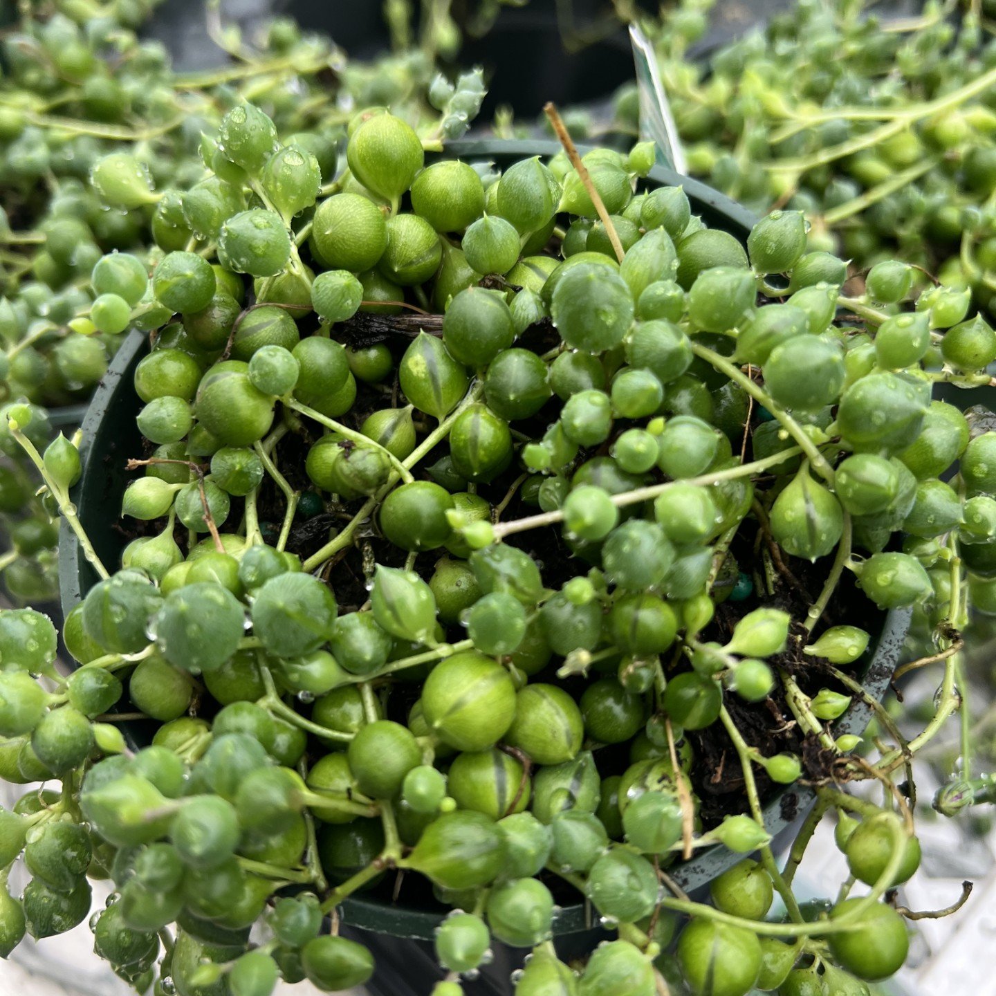 Close-up of a String of Pearls succulent showcasing its round leaves