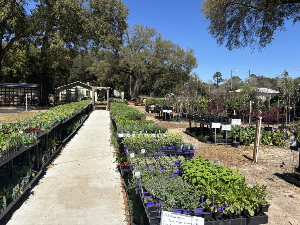 Garden center walkway in Pensacola with seasonal plants and seedlings at Bailey’s