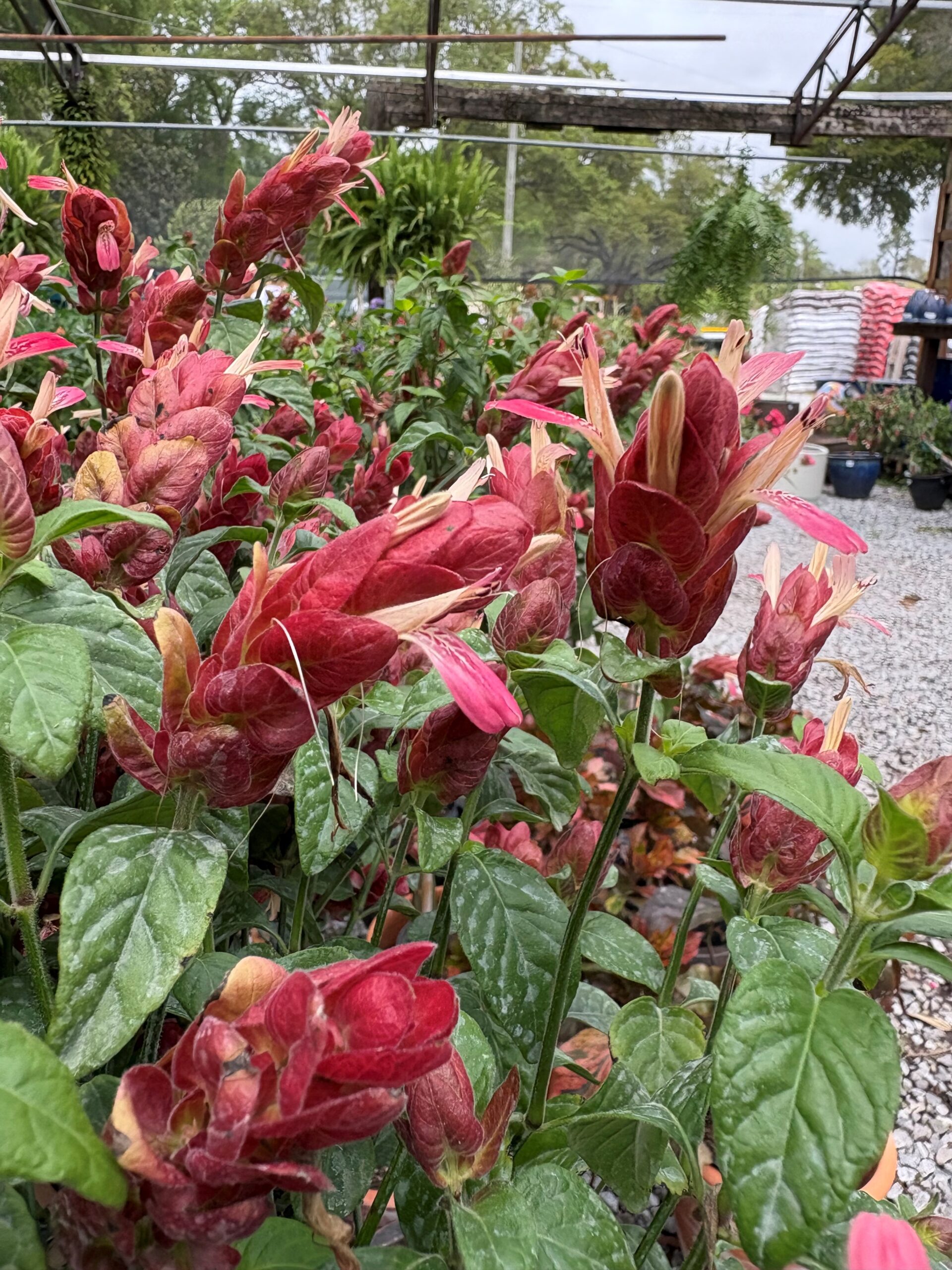 Tropical and shade-loving plants growing in Bailey’s shadehouses in Pensacola