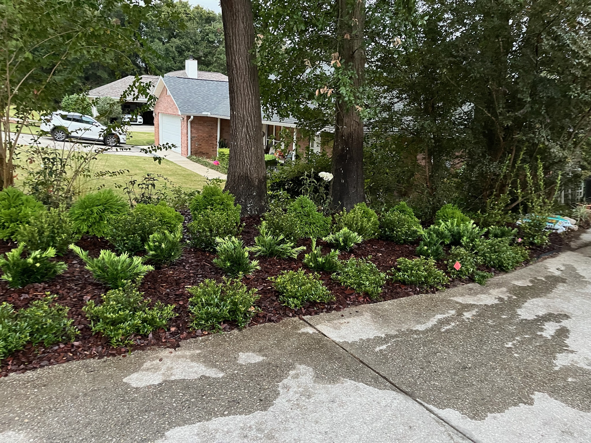 Rows of orange flowering plants in pots under a large oak tree at a garden center yard.