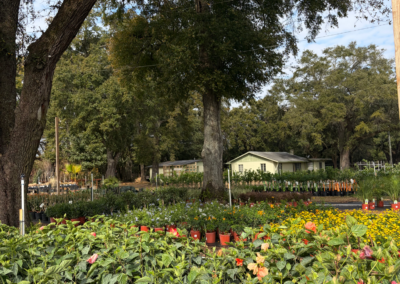 Pink and orange hibiscus flowers in pots at an outdoor nursery display with trees and garden beds in the background.