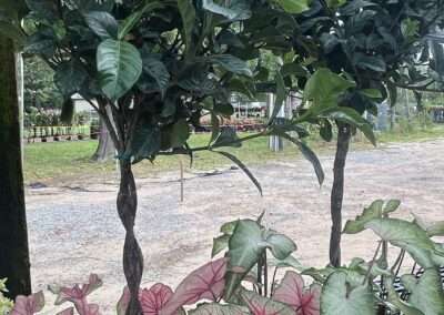 Potted ornamental tree with layered greenery in container at Pensacola nursery