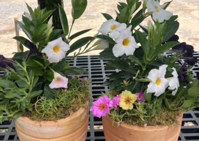 Terracotta pots with mixed flowering plants and greenery at Pensacola garden center